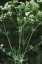 Galium glaucum - small image 1