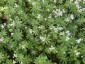 Galium odoratum - small image 1