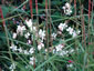 Gaura lindheimeri - small image 1