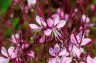 Gaura lindheimeri 'Siskiyou Pink' - small image 1