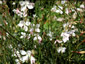 Gaura lindheimeri 'Summer Breeze' - small image 1