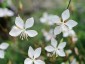 Gaura lindheimeri 'Whirling Butterflies' - small image 1