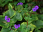 Geranium 'Bill Wallis' - small image 1