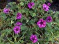 Geranium cinereum 'Laurence Flatman' - small image 1