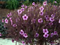 Geranium maderense - small image 1