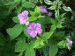 Geranium nodosum - small image 1