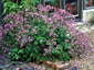Geranium palmatum - small image 1