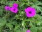 Geranium psilostemon - small image 1