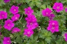 Geranium riversleaianum 'Russell Prichard' AGM - small image 1