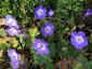 Geranium 'Rozanne' - small image 1