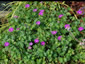 Geranium sanguineum 'Vision Violet' - small image 1