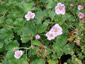 Geranium traversii 'Elegans' - small image 1