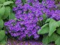 Geranium x magnificum - small image 1