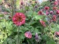Geum 'Bell Bank' - small image 1
