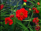 Geum 'Blazing Sunset' - small image 1