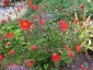 Geum magellanicum - small image 1