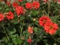 Geum 'Scarlet Tempest' - small image 1
