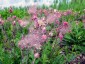 Geum triflorum - small image 1