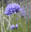 Gilia achilleifolia - small image 1