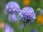 Gilia capitata - small image 1