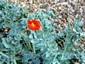 Glaucium corniculatum - small image 1