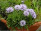 Globularia meridionalis - small image 1