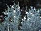 Gomphostigma virgatum - small image 1