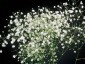 Gypsophila paniculata 'Snowflake' - small image 1