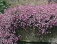 Gypsophila repens 'Rosea' - small image 1