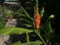 Hedychium densiflorum - small image 1