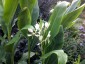 Hedychium forrestii - small image 1