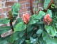 Hedychium greenii - small image 1