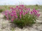 Hedysarum boreale - small image 1