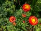 Helichrysum bracteatum 'King Size Fireball' - small image 1
