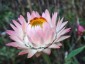 Helichrysum bracteatum 'King Size Silvery Rose' - small image 1