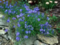 Heliophila longifolia - small image 1