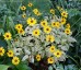 Heliopsis helianthoides var. scabra 'Sunburst' - small image 1