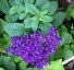 Heliotrope 'Marine' - small image 1