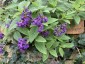 Heliotrope 'Reva' - small image 1
