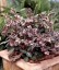 Helleborus lividus - small image 1