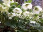 Helleborus 'Ushba's Grandchildren' - small image 1