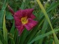 Hemerocallis 'Grape Velvet' - small image 1