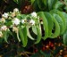 Heptacodium miconioides AGM - small image 1