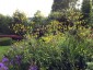 Heptaptera triquetra - small image 1