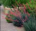 Hesperaloe parviflora - small image 1