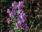 Hesperis matronalis - small image 1