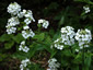 Hesperis matronalis alba - small image 1