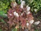 Heucherella 'Brass Lanterns' - small image 1