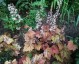 Heucherella 'Sweet Tea' - small image 1