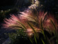 Hordeum jubatum - small image 1